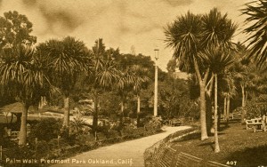 Palm Walk, Piedmont Park, Oakland, California  
